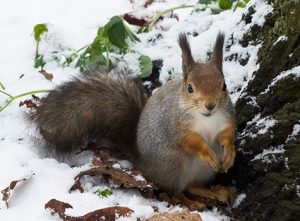 photo of squirrel