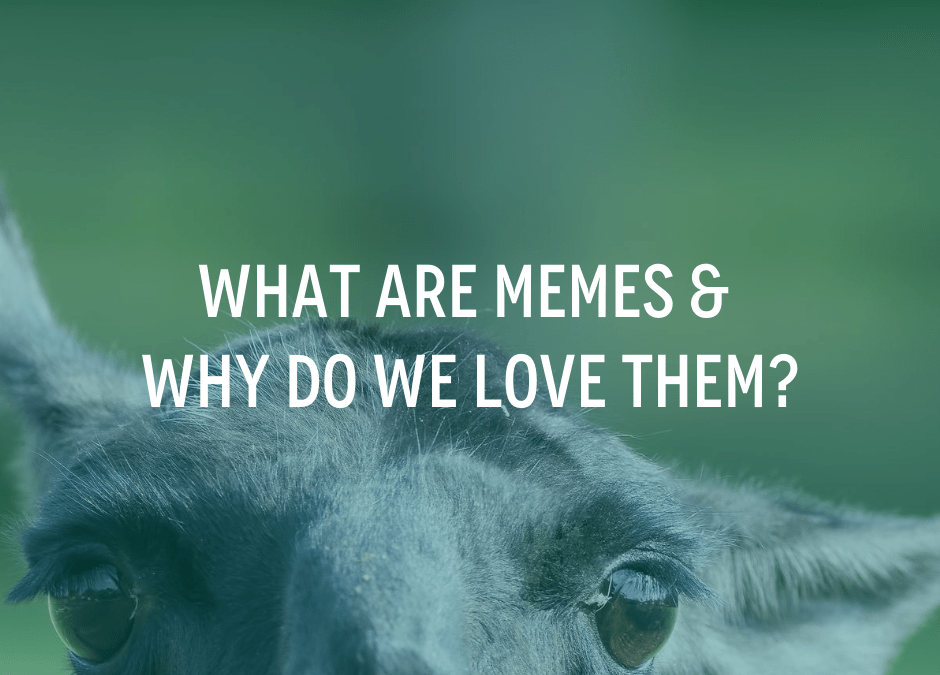 What are memes and why do we love them?