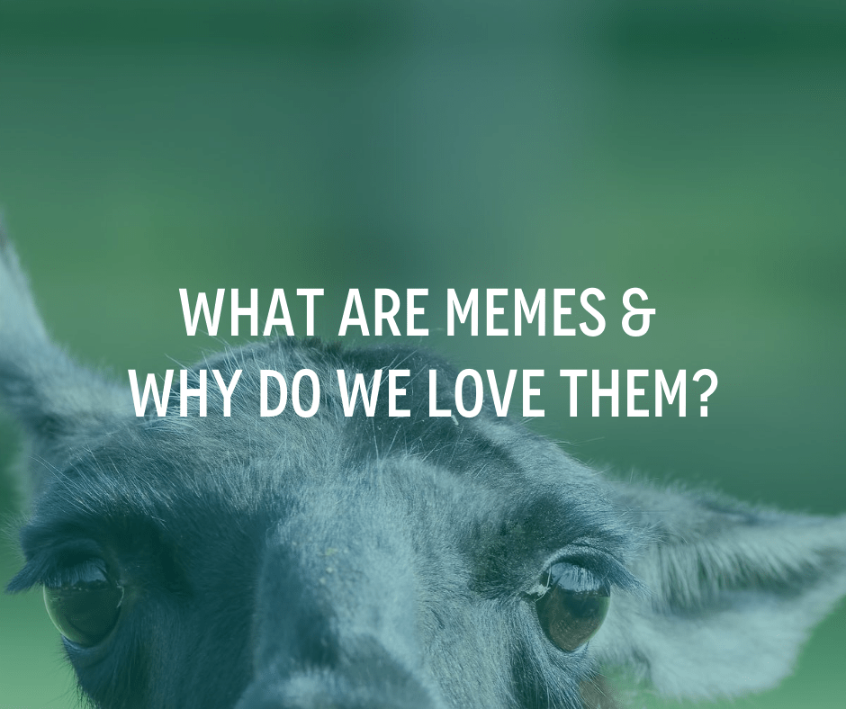 What are memes & why do we love them?